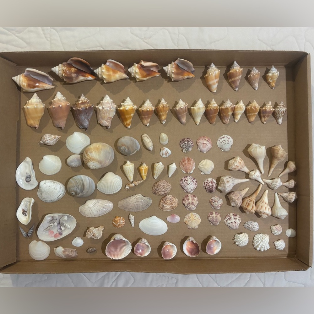 Florida Seashell Goodie Box - huge Florida Seashell Collection